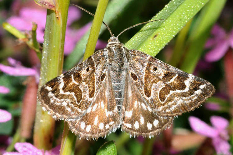 Noctuidae - Euclidia (Callistege) mi